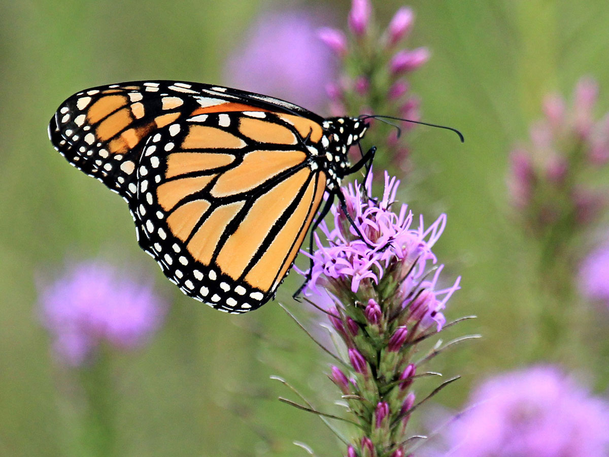 Smokies_Life's tweet image. The faltering migration success rate of #monarch butterflies has prompted @USFWS to consider them an endangered species. Researchers and #Smokies enthusiasts are trying to understand the transit failure of the beloved creatures. smokieslife.org/2025/02/02/mon…