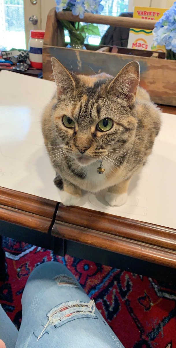 I hope you find the comfiest cloud in heaven, my sweetest baby… until I see you again Tiger Lily 🕊️❤️