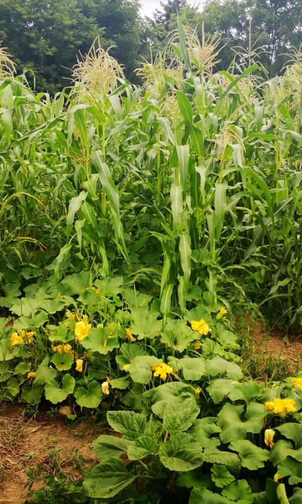 Mısır, Kabak ve fasülye yi birlikte ek.....
✔️ Mısır, fasulye için doğal bir destek görevi görür
✔️ Fasulye, toprağa azot ekleyerek verimliliği artırır.
✔️ Kabak, geniş yapraklarıyla toprağı gölgeleyerek nemin korunmasını sağlar ve yabancı otları engeller.