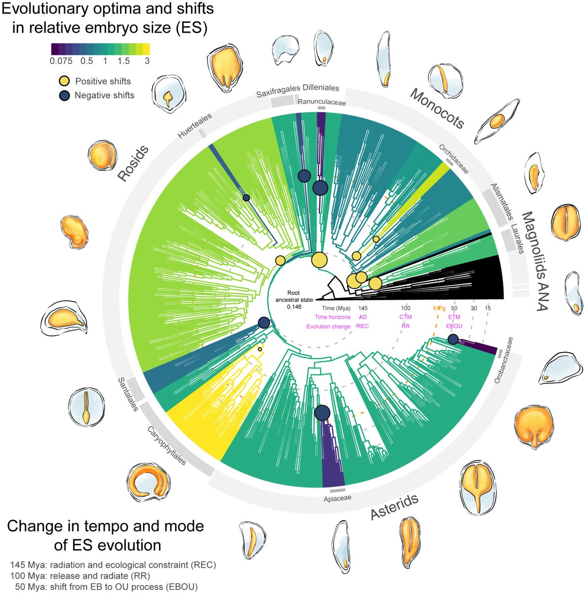 New Phytologist (@newphyt) on Twitter photo A study reveals that major shifts in embryo size evolution of angiosperms coincided with their diversification
Vandelook and Carta <a href="/PLANTSEED_unipi/">PLANTSEED Lab</a>
📖 A study reveals that major shifts in embryo size evolution of angiosperms coincided with their diversification
Vandelook and Carta <a href="/PLANTSEED_unipi/">PLANTSEED Lab</a>
📖