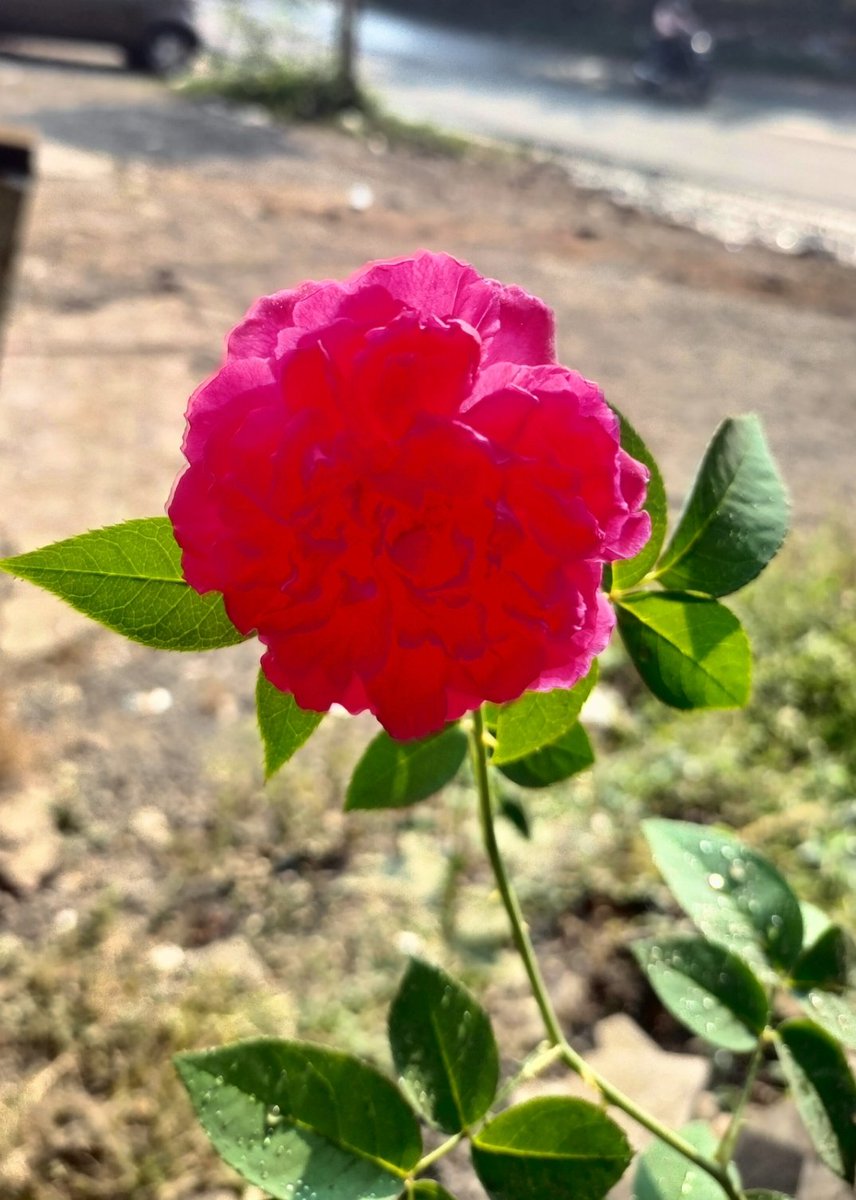 void_harshal's tweet image. You will pluck the rose if you like it 
You will nurture it on the plant if you love it 
Happy Rose Day Everyone 🌹