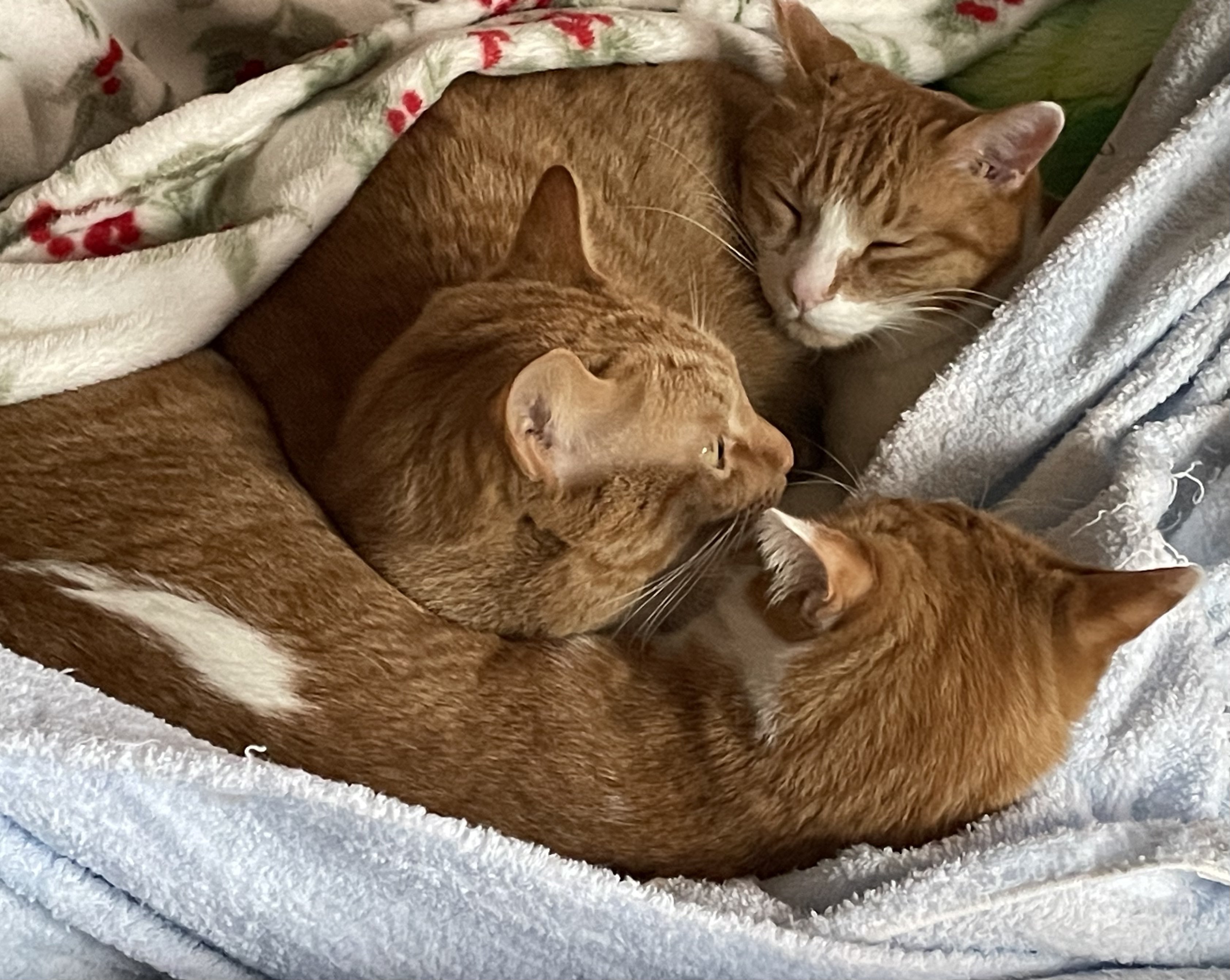 銀猫 on X: 銀猫 on X: