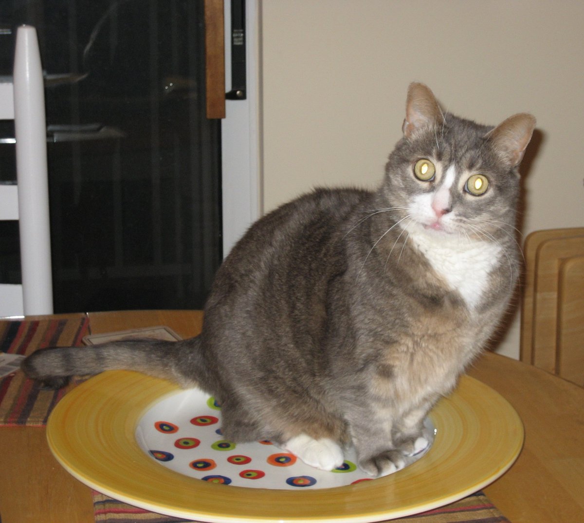 Flashback: this is Muchkin, she was servant's master before us. Were told told she was very small and everyone loved her