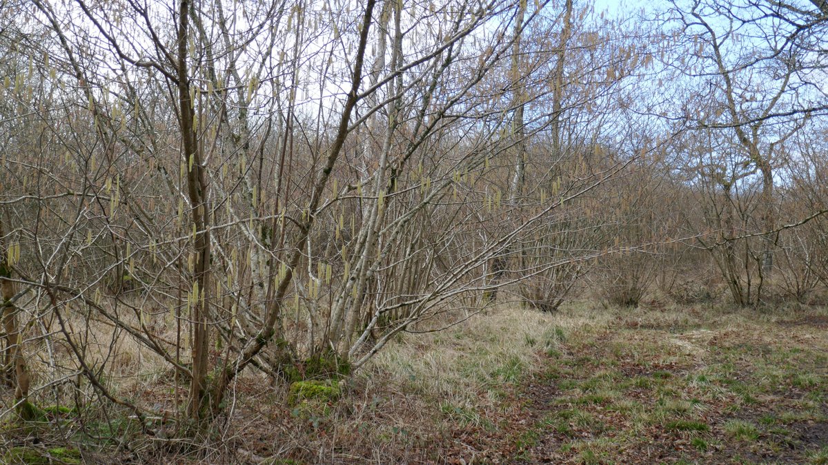 Mike the Warden (@mikethewarden) on Twitter photo "Naked Woodland: Identifying trees in winter"
Guided walk with <a href="/CotswoldsNL/">Cotswolds National Landscape</a> Wardens on Saturday 22nd February 2025 at 2pm.
A leisurely walk to look at how we can identify trees when there are no leaves to provide clues.
Full details: cotswolds-nl.org.uk/guided_walks/n…
📷 Mike the Warden "Naked Woodland: Identifying trees in winter"
Guided walk with <a href="/CotswoldsNL/">Cotswolds National Landscape</a> Wardens on Saturday 22nd February 2025 at 2pm.
A leisurely walk to look at how we can identify trees when there are no leaves to provide clues.
Full details: cotswolds-nl.org.uk/guided_walks/n…
📷 Mike the Warden