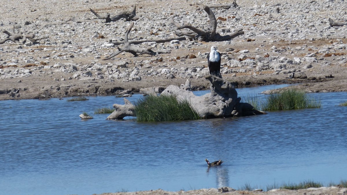 AfricainQu99614's tweet image. #Bestioles
#Namibie