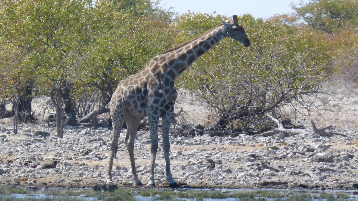 AfricainQu99614's tweet image. #Bestioles
#Namibie