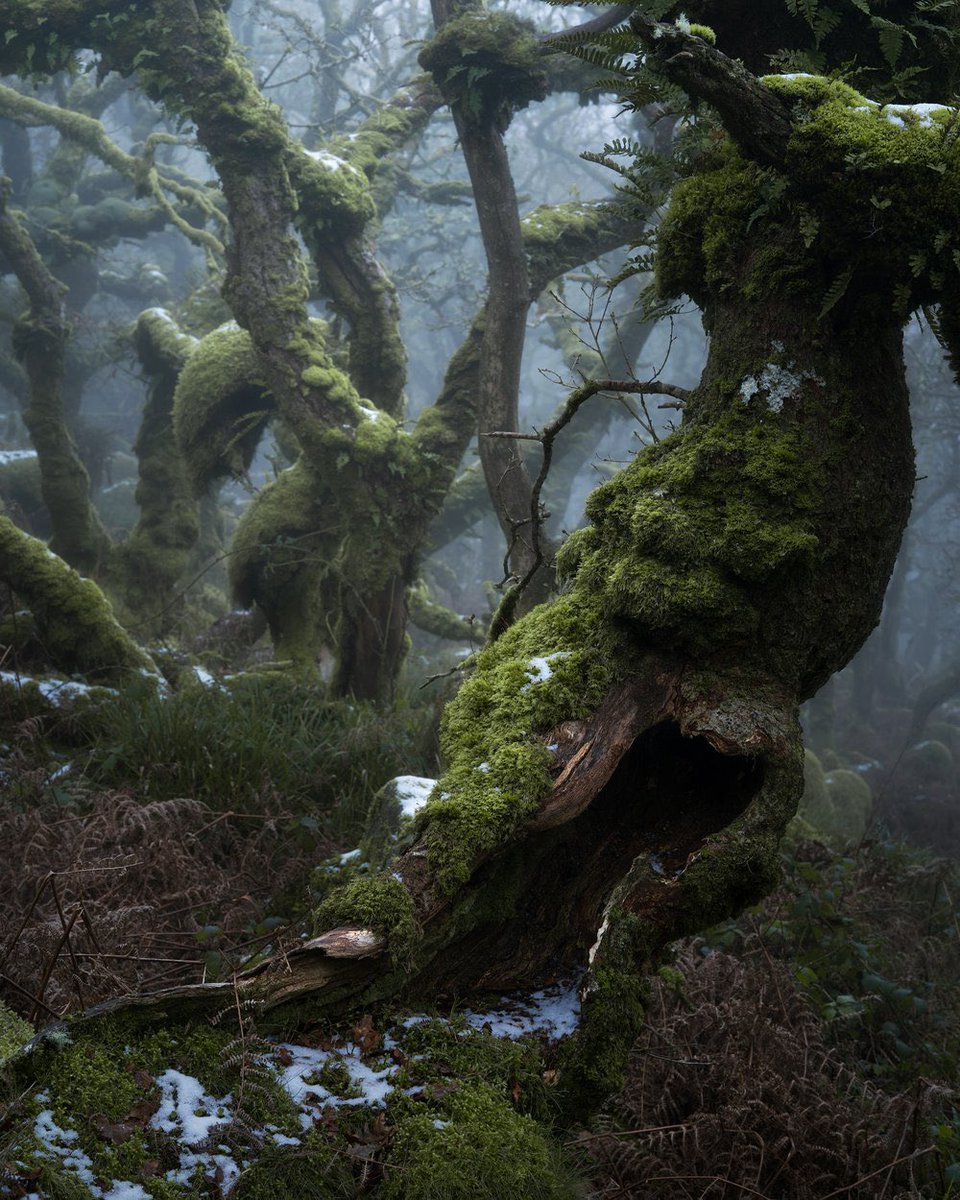 Neil Burnell tweet media