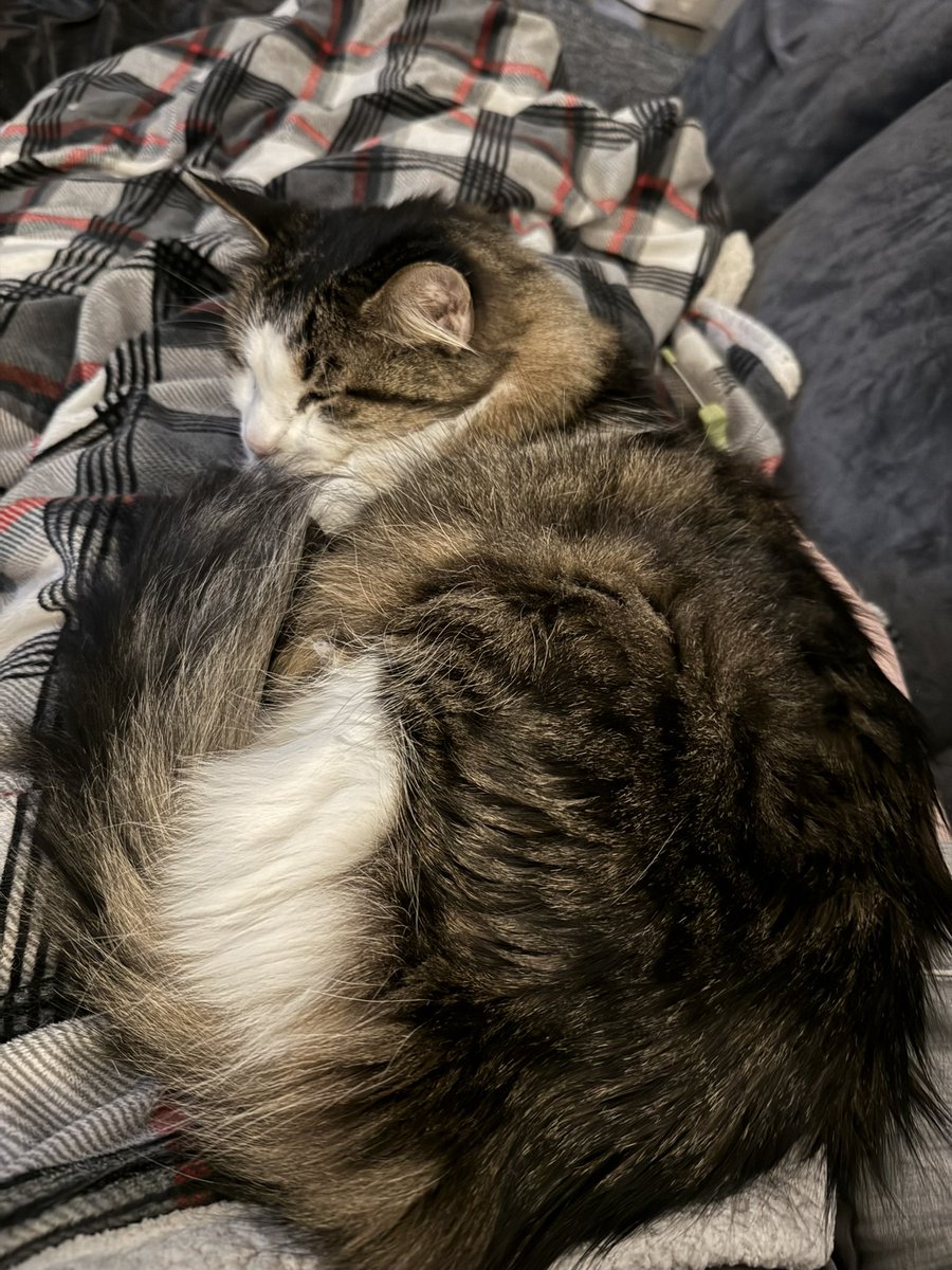 I can’t believe it has been 2 months since Seven went OTRB. 14 1/2 years were not enough.  #Hedgewatch #CatsOnX #CatsOfTwitter 💔🌈