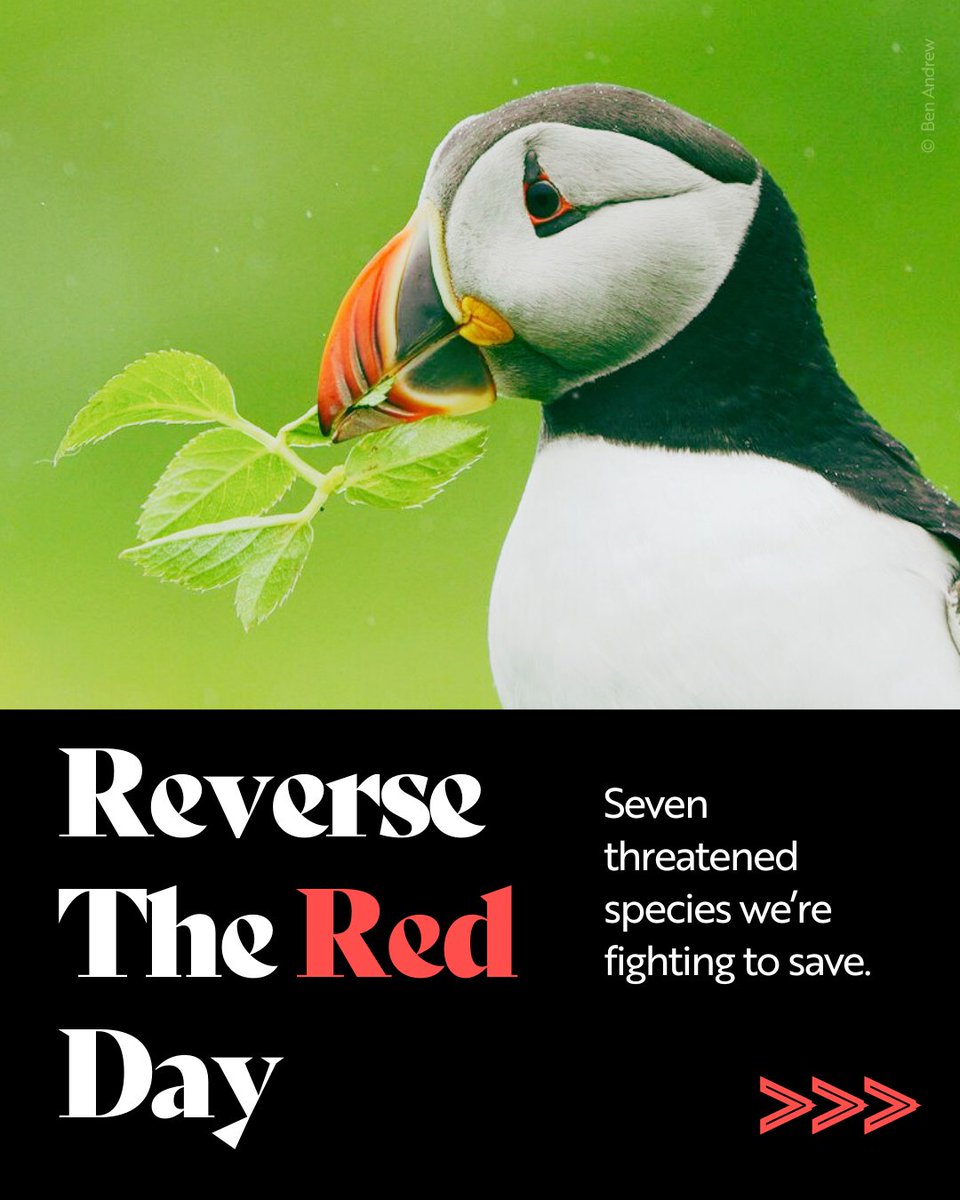 Natures_Voice's tweet image. Today is #ReverseTheRedDay, uniting people worldwide to fight species decline. 

from UK wetlands to remote islands, conservation efforts are making a real difference, and proving that species recovery is possible.

Here&apos;s 7 species we’re fighting for and why action matters...🧵