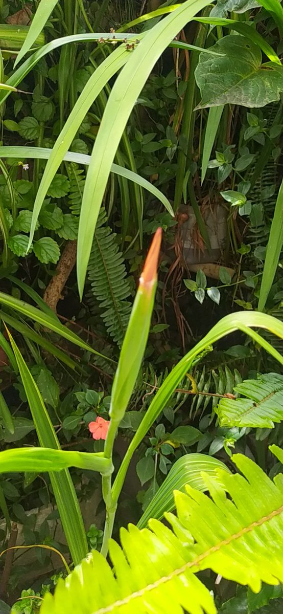 Mi florecita de un día siempre florece el 7 de febrero, mi cumpleaños , hoy está tímida queriendo salir de su capullo .