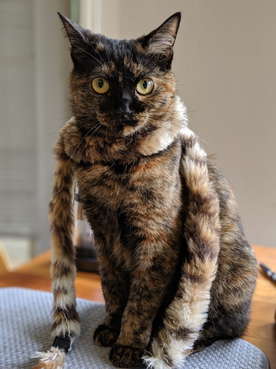 WASA_Coin's tweet photo. #cute #followme #beautiful
#picoftheday #wasabi #wasabicoin #cutecat #kitty #friends #cat #pretty #cutekitty #pretty #prettykitty #hellokitty #japanesebobtail #japanese #bobtail #japanesecat #happykitty #relaxedkitty #kittylove #catclan #glamourkitty https://t.co/QuEMdi32Zu