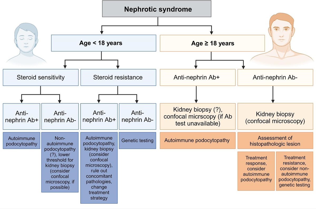Antibody-mediated podocytopathies: a disease entity that implies immunotherapy

🆓doi.org/10.1093/ndt/gf…

📸A proposed diagnostic algorithm in patients with nephrotic syndrome and suspected podocytopathy