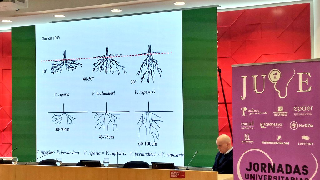 peterarijs's tweet image. Interesting presentation today at @unirioja by @vitisnavarra on adapting to climate change by selecting the right plant material. Not only varieties but also clones and rootstocks can have a significant impact on ripening, yields, pH, alcohol levels, etc.