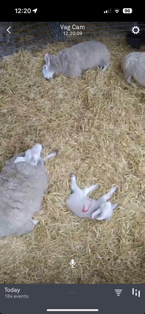 Kieran this years show ram lamb was doing some Border Leicester style looking expired snoozing on camera today!