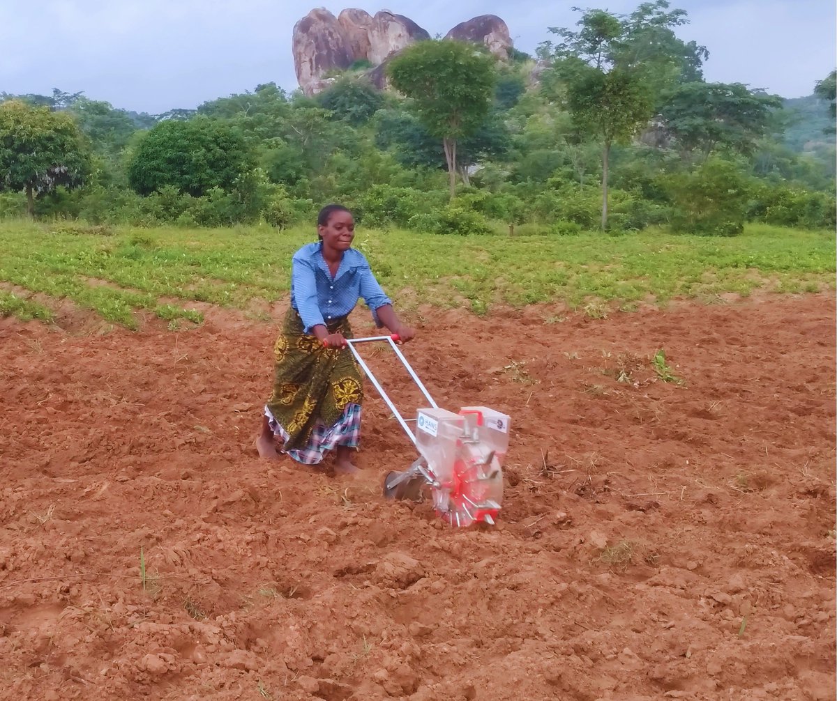 seida_tz's tweet photo. 🌱🌟 The Vijana Kilimo Biashara project is driving progress by promoting the use of improved agricultural technologies to boost production.
🚜👩‍🌾 VKB participants in #Tabora MC using double- hand push seeder to plant white sorghum and sunflower. 🌻🌾
#VKBProject #YouthEmpowerment https://t.co/y0wWD59WP5