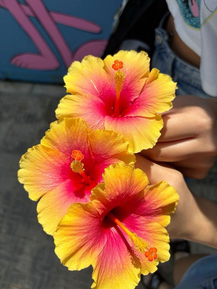 XLIX_409's tweet image. Hibiscus 🌺