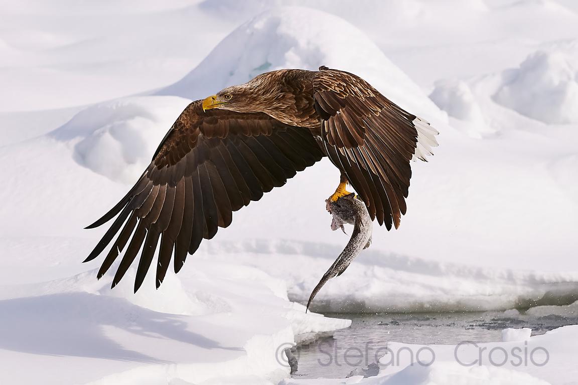On LightQuill.com we have just uploaded a new “Birds” gallery with images of mostly sea eagles (white-tailed and Steller’s) and red-crowned cranes (IUCN: Endangered). Pay us a visit and check it out! phot.dk/Mo7f/P