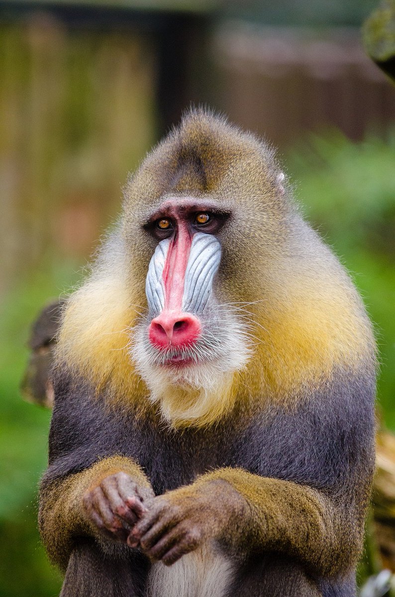 WH tweet media