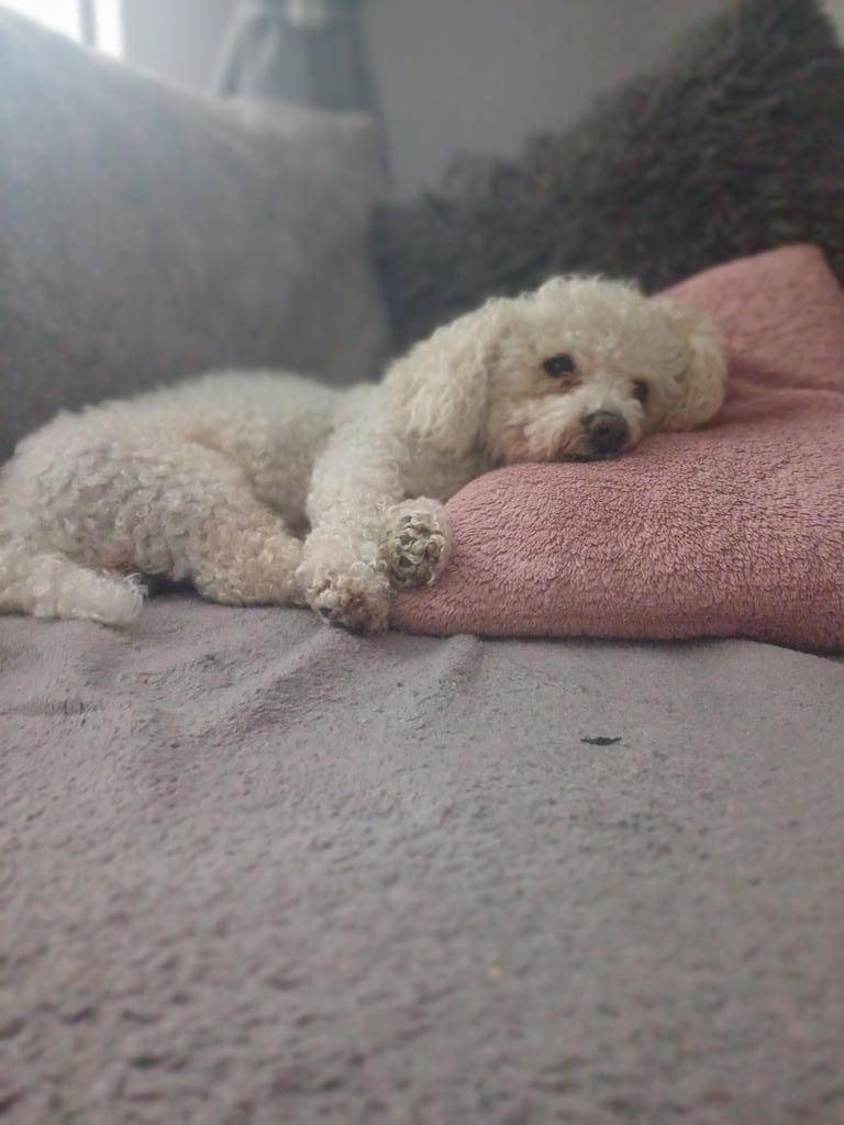 John Mcc 🙋➕️🐶 Buddy. 💚☘️ tweet media