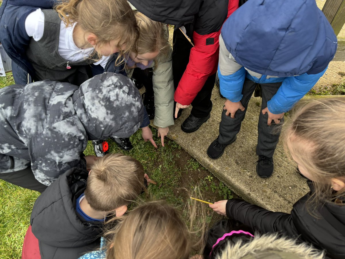 latimerprimary's tweet image. #ClassMN enjoyed taking our science learning outdoors this week. We found some micro-habitats on the school grounds that housed plenty of minibeasts! 🐛📋🌎 #LatimerGeography #Year2