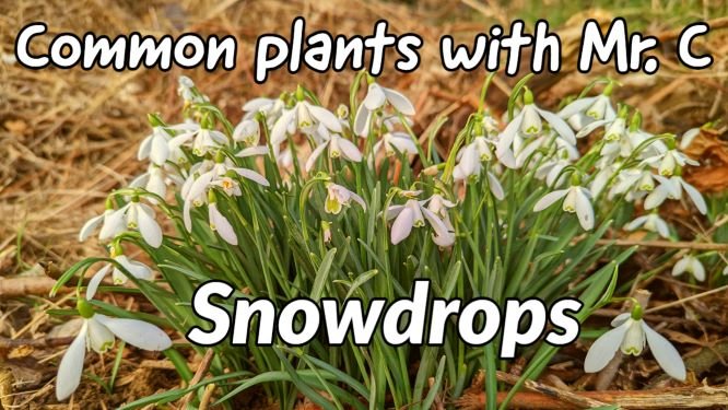 RogietPrimary (@rogietprimary) on Twitter photo Snowdrops, the true sign that Winter is ending and Spring is on its way. This gorgeous little flower is worth a closer look.
Click on the link π
youtu.be/oyl6kp3xKfo
<a href="/craigarmiger/">Craig Armiger</a> <a href="/LtL_News/">Learning through Landscapes</a> <a href="/_OLW_/">DysguAwyrAgoredCymru/OutdoorLearningWales</a> @CoedCadw <a href="/TheKentAcorn/">The English Oak Project</a> <a href="/RobPennWildwood/">Robert Penn</a> <a href="/GwentWildlife/">Gwent Wildlife Trust</a> <a href="/MillardWill/">Will Millard</a> Snowdrops, the true sign that Winter is ending and Spring is on its way. This gorgeous little flower is worth a closer look.
Click on the link π
youtu.be/oyl6kp3xKfo
<a href="/craigarmiger/">Craig Armiger</a> <a href="/LtL_News/">Learning through Landscapes</a> <a href="/_OLW_/">DysguAwyrAgoredCymru/OutdoorLearningWales</a> @CoedCadw <a href="/TheKentAcorn/">The English Oak Project</a> <a href="/RobPennWildwood/">Robert Penn</a> <a href="/GwentWildlife/">Gwent Wildlife Trust</a> <a href="/MillardWill/">Will Millard</a>