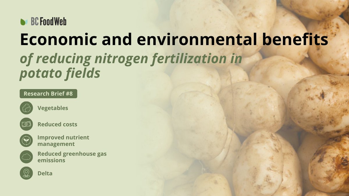 More nitrogen isn’t always better for potatoes, farmers, or the environment! A study done in Fraser Valley, BC, found that applying extra nitrogen didn’t boost potato yields enough to justify the additional costs. 🥔
🌱 Read the summary: bcfoodweb.ca/briefs/economi…