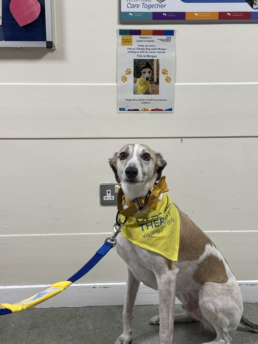 HannahTimms7's tweet image. It’s always  great to have a visit from Morgan, thank you  #TeamDischarge @UHDB_PatientExp #PetTherapy #HappyFriday