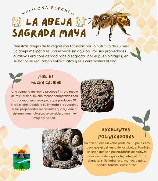 En Tulum, las abejas meliponas nos regalan su miel, llena de propiedades curativas y espirituales. 🌿✨ ¡Un tesoro que debemos preservar! <a href="/robpalazuelos/">Roberto Palazuelos</a>