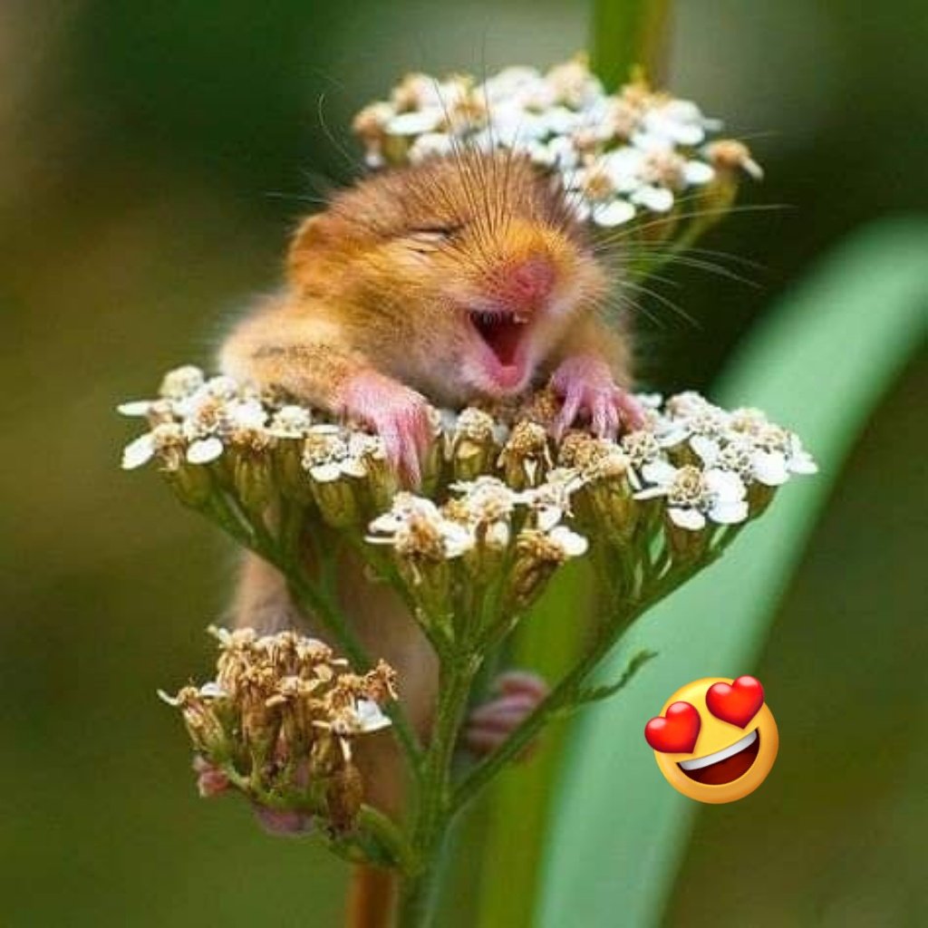 AnimaAventuras's tweet photo. Bonita tarde 😍😃! https://t.co/eke6H5r1TS