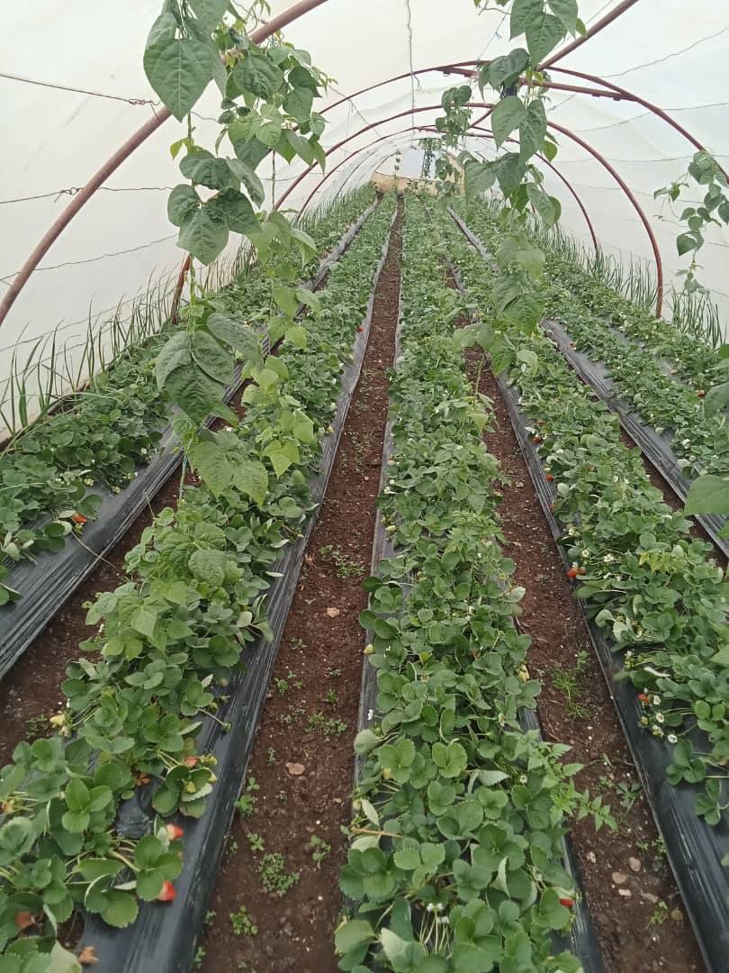 إنتاج #حمص من البيوت المحمية لعام 2025 يصل إلى 9,400 #طن من محاصيل البيوت المحمية للموسم الحالي يزرع في 8 آلاف منها #الفريز، فيما تزرع باقي البيوت بأنواع أخرى مثل #البندورة، #الخيار، و #الباذنجان.