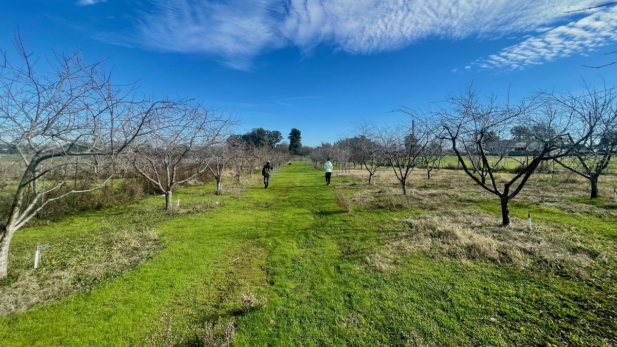 UC Davis WIFSS (@wifss) on Twitter photo Free Winter Fruit Tree Stewardship Workshop Series
w/ Dominic Allamano <a href="/sacfoodforestry/">SacFoodForestry</a>
INTRO TO WINTER PRUNING WORKSHOP
Saturday 2/8 - 9am-1pm - with Alchemist CDC
Mirasol Village Community Garden - 601 Pipevine St, Sacramento, CA 95811
facebook.com/events/3053512… Free Winter Fruit Tree Stewardship Workshop Series
w/ Dominic Allamano <a href="/sacfoodforestry/">SacFoodForestry</a>
INTRO TO WINTER PRUNING WORKSHOP
Saturday 2/8 - 9am-1pm - with Alchemist CDC
Mirasol Village Community Garden - 601 Pipevine St, Sacramento, CA 95811
facebook.com/events/3053512…