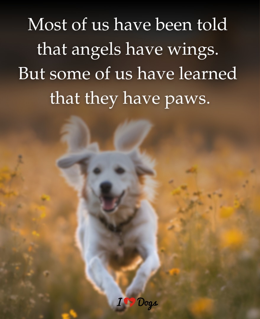 Dog Lovers (@doglovers03) on Twitter photo 