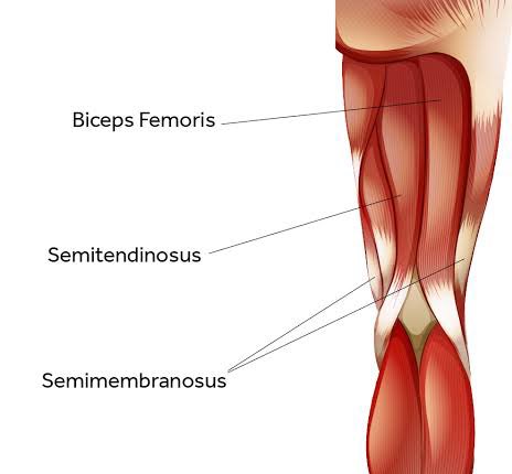 Leg Hamstring Atrophy HAMSTRING INJURY Have you always wondered what a hamstring injury in ...