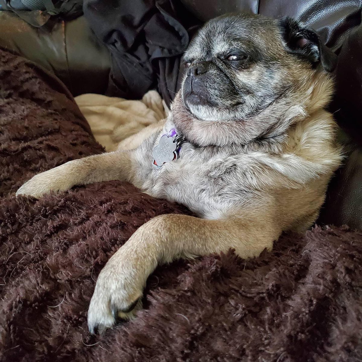 jpst78's tweet photo. @buitengebieden My pugs Spot &amp; Elvis https://t.co/nbAEbMVwp4