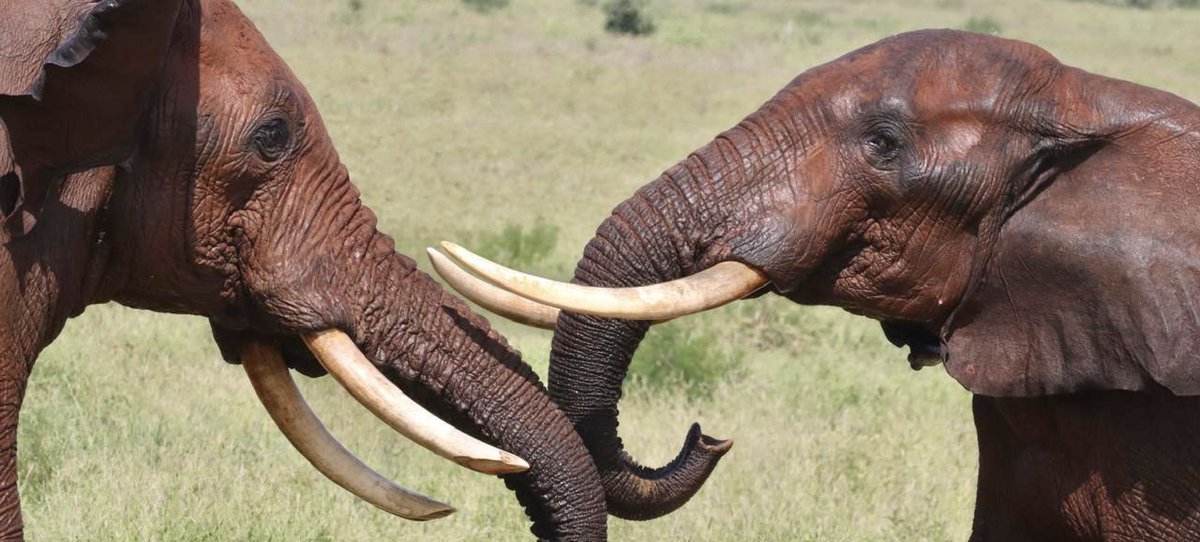 Cameroon - 2 ivory traffickers arrested with 2 elephant tusks in Douala. One of them is a notorious regional trafficker at the center of criminal networks stretching to Chad, Congo and CAR. 
Good  work of LAGA with the Cameroon authorities. 

#wildlifelawenforcement
