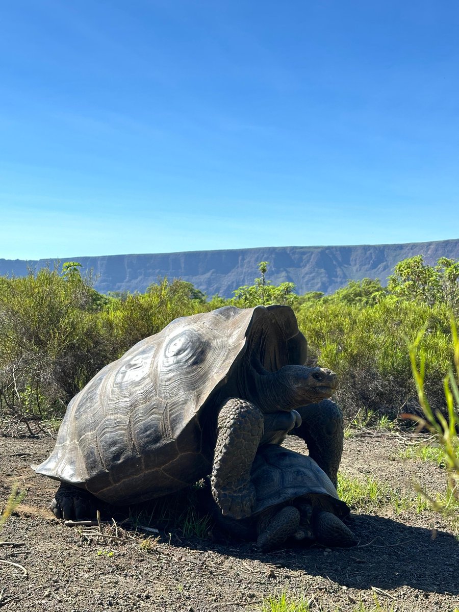 ConGalapagos's tweet photo. 𝗘𝗦𝗣𝗘𝗥𝗔𝗡𝗭𝗔 𝗗𝗘𝗦𝗗𝗘 𝗘𝗟 𝗖𝗥𝗔́𝗧𝗘𝗥 𝗗𝗘𝗟 𝗩𝗢𝗟𝗖𝗔́𝗡 𝗪𝗢𝗟𝗙 | El hallazgo de juveniles de 𝘾𝙝𝙚𝙡𝙤𝙣𝙤𝙞𝙙𝙞𝙨 𝙗𝙚𝙘𝙠𝙞 en este entorno extremo de Isabela nos muestra su increíble capacidad para sobrevivir y reproducirse. https://t.co/Pkgpb8Bem3