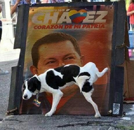 El Perro me llena de orgullo 🗿