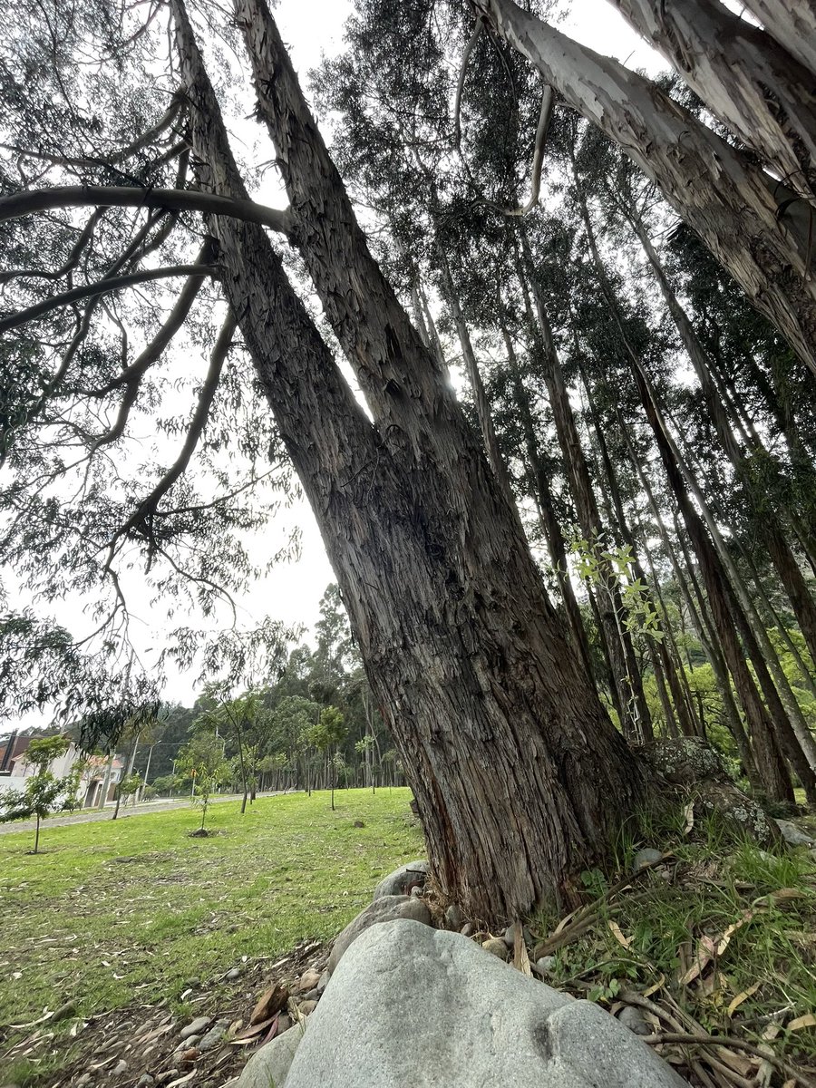 ache1978's tweet image. Este eucalipto que se encuentra en el parque lineal de la calle Roma. Sector Machángara, Cuenca . Tiene un grado de inclinación de unos 20 grados y parece que se puede caer sobre mi casa de lo alto que es. @tomebamba @emac_ep @MunicipioCuenca