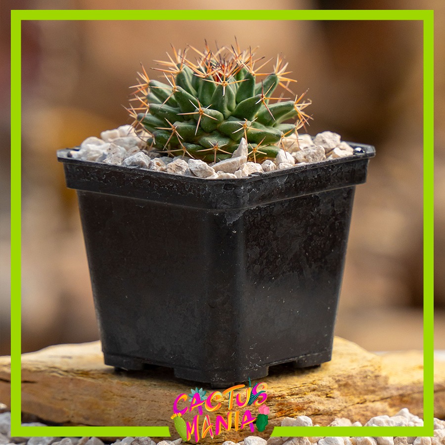 Museo del Desierto 🦖 tweet media