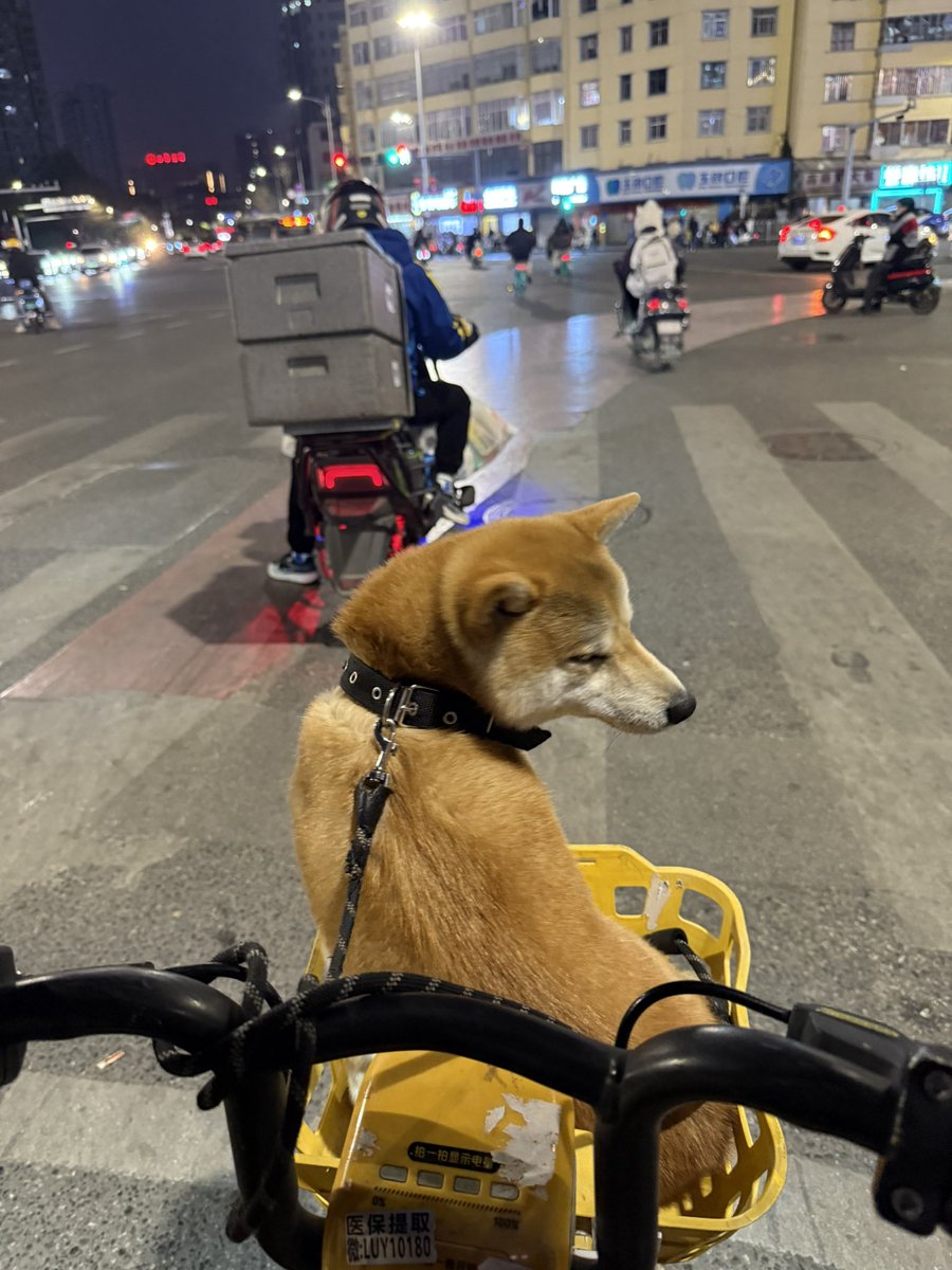 这小死狗还蛮乖！