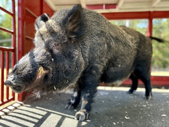The one. The only. THE <a href="/Tusk_UA/">TUSK VI</a> will be at tonight's <a href="/RazorbackMBB/">Arkansas Razorbacks Men’s Basketball 🐗</a> game.

Come say hey outside the south entrance to Bud starting at 5:30pm!