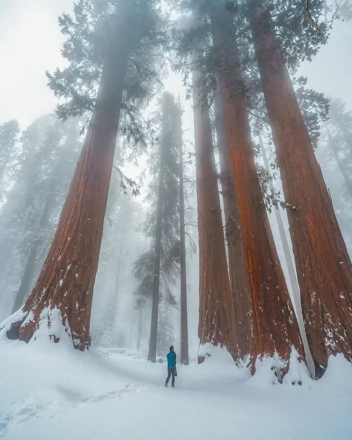 Winter in Sequoia National Park ,California 🇺🇲
#Terremoto #wahlomat