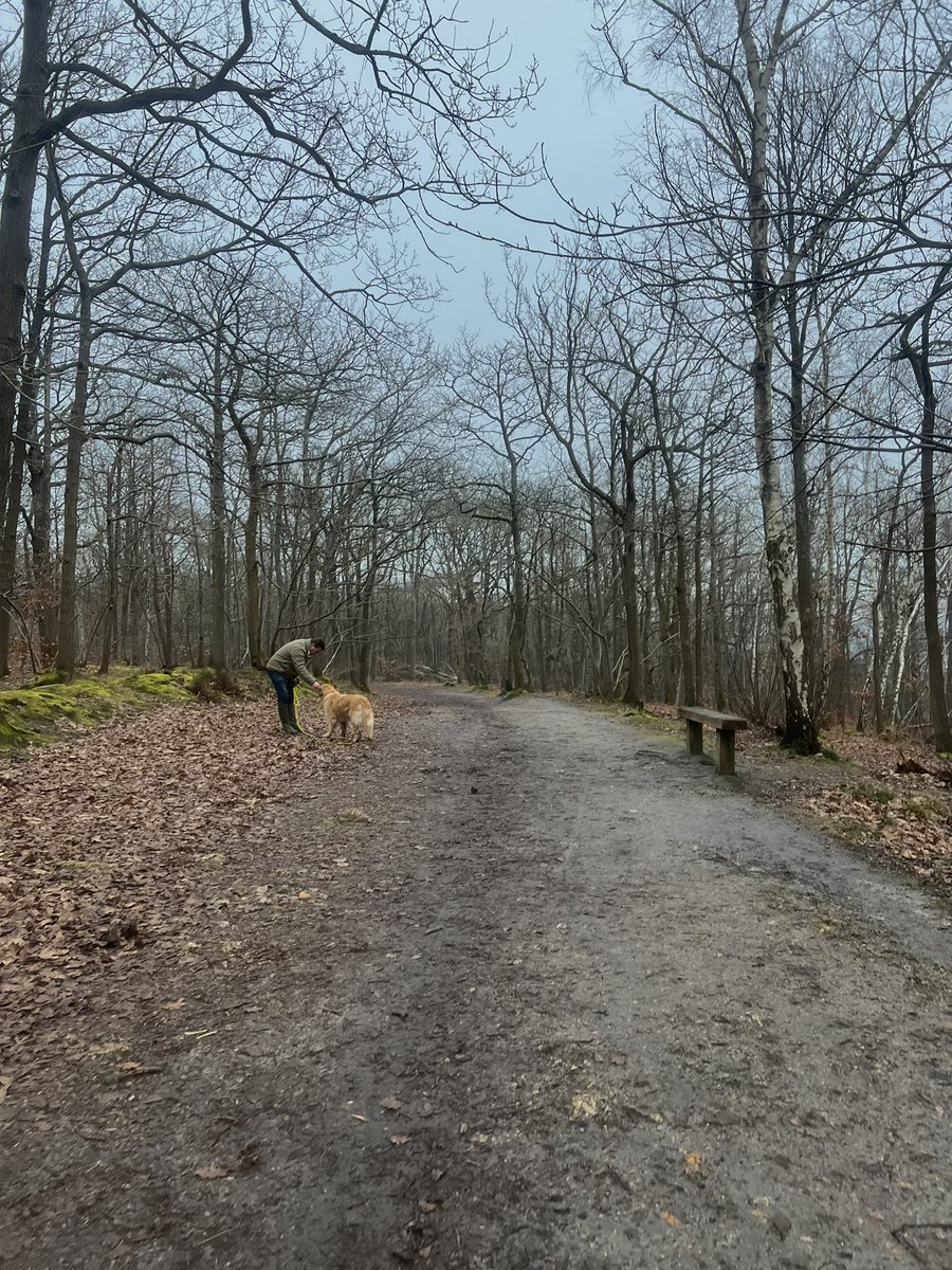 wandering the woods  🇫🇷