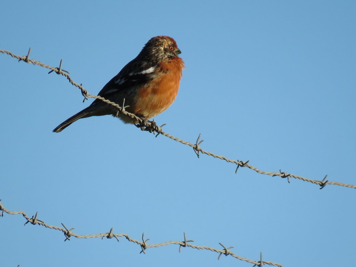 Rara (Phytotoma rara) 🐦 Le gusta comer brotes, hojas, flores, frutos y algunos insectos 🐜

📷 Foto tomada en el Humedal Paicaví por @protejamos_lomendez

📢 Ayúdanos a proteger el humedal !!!

#humedales #concepción #biobío #chile