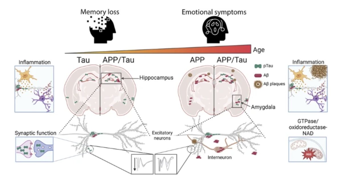 CMIN (@icahncmin) on Twitter photo Researchers <a href="/CapillaMD/">Lola Capilla</a>, Arnaldo Parra-Damas, <a href="/CarlesSaura/">Carles A. Saura</a>, et al. "discovered that two key pathological hallmarks of #Alzheimers, tau protein & beta-amyloid, affect brain circuits in distinct yet synergistic ways." <a href="/sauralab/">Sauralab</a> <a href="/UABBarcelona/">Universitat Autònoma de Barcelona</a> <a href="/molpsychiatry/">molecularpsychiatry</a> 👉 nature.com/articles/s4138… Researchers <a href="/CapillaMD/">Lola Capilla</a>, Arnaldo Parra-Damas, <a href="/CarlesSaura/">Carles A. Saura</a>, et al. "discovered that two key pathological hallmarks of #Alzheimers, tau protein & beta-amyloid, affect brain circuits in distinct yet synergistic ways." <a href="/sauralab/">Sauralab</a> <a href="/UABBarcelona/">Universitat Autònoma de Barcelona</a> <a href="/molpsychiatry/">molecularpsychiatry</a> 👉 nature.com/articles/s4138…