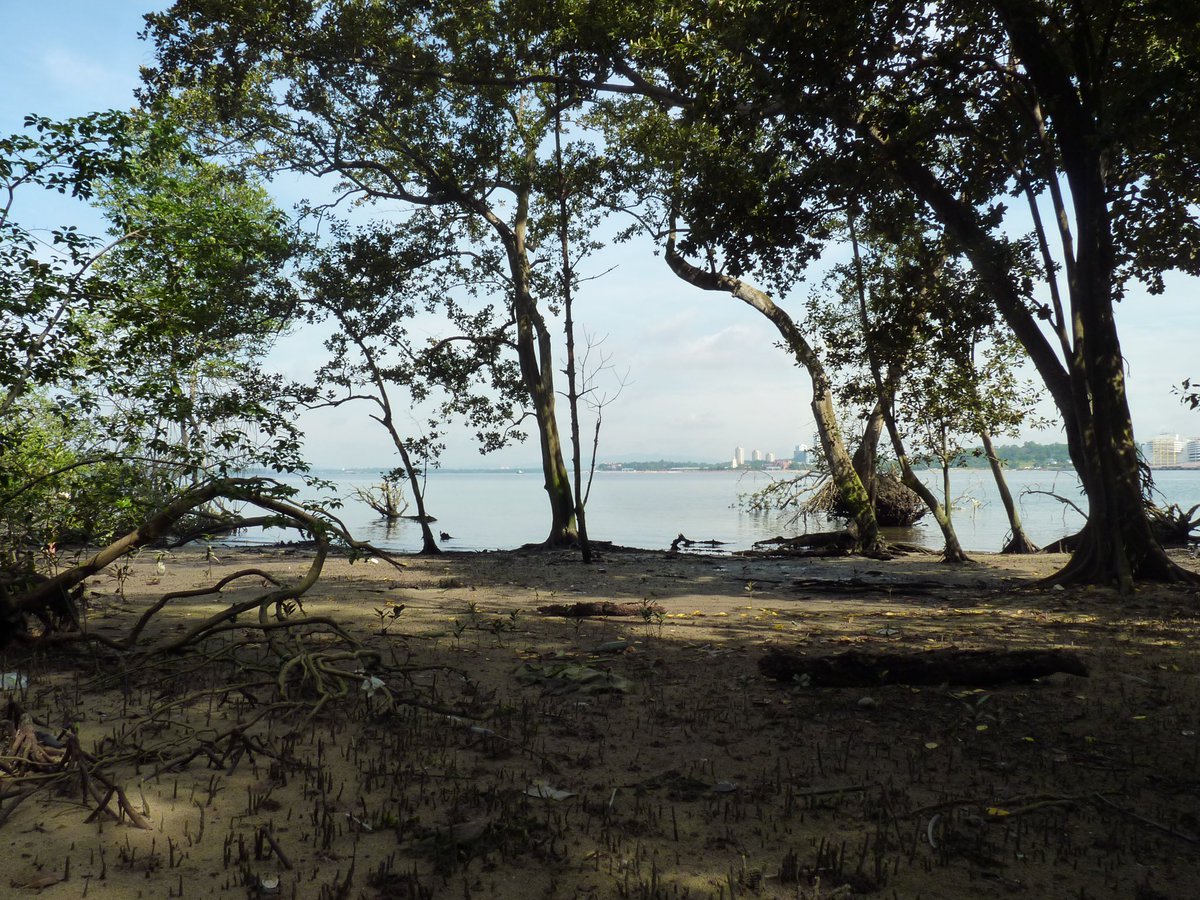 Dan Friess (@danfriess) on Twitter photo Mandai mangrove in Singapore 🇸🇬 is probably my favourite mangrove area in the 🌎
And now it’s becoming a Nature Park!
You can read the environmental impact assessment here: nparks.gov.sg/docs/default-s… Mandai mangrove in Singapore 🇸🇬 is probably my favourite mangrove area in the 🌎
And now it’s becoming a Nature Park!
You can read the environmental impact assessment here: nparks.gov.sg/docs/default-s…