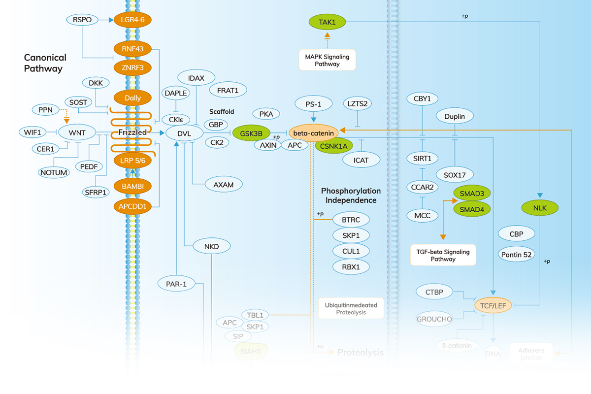 Are you working with cell growth, development, and differentiation? The WNT signaling pathway plays a key role in embryonic development, tissue repair, and maintaining homeostasis in adults. Click to view the detailed processes of the WNT pathway!  zurl.co/KPuF7