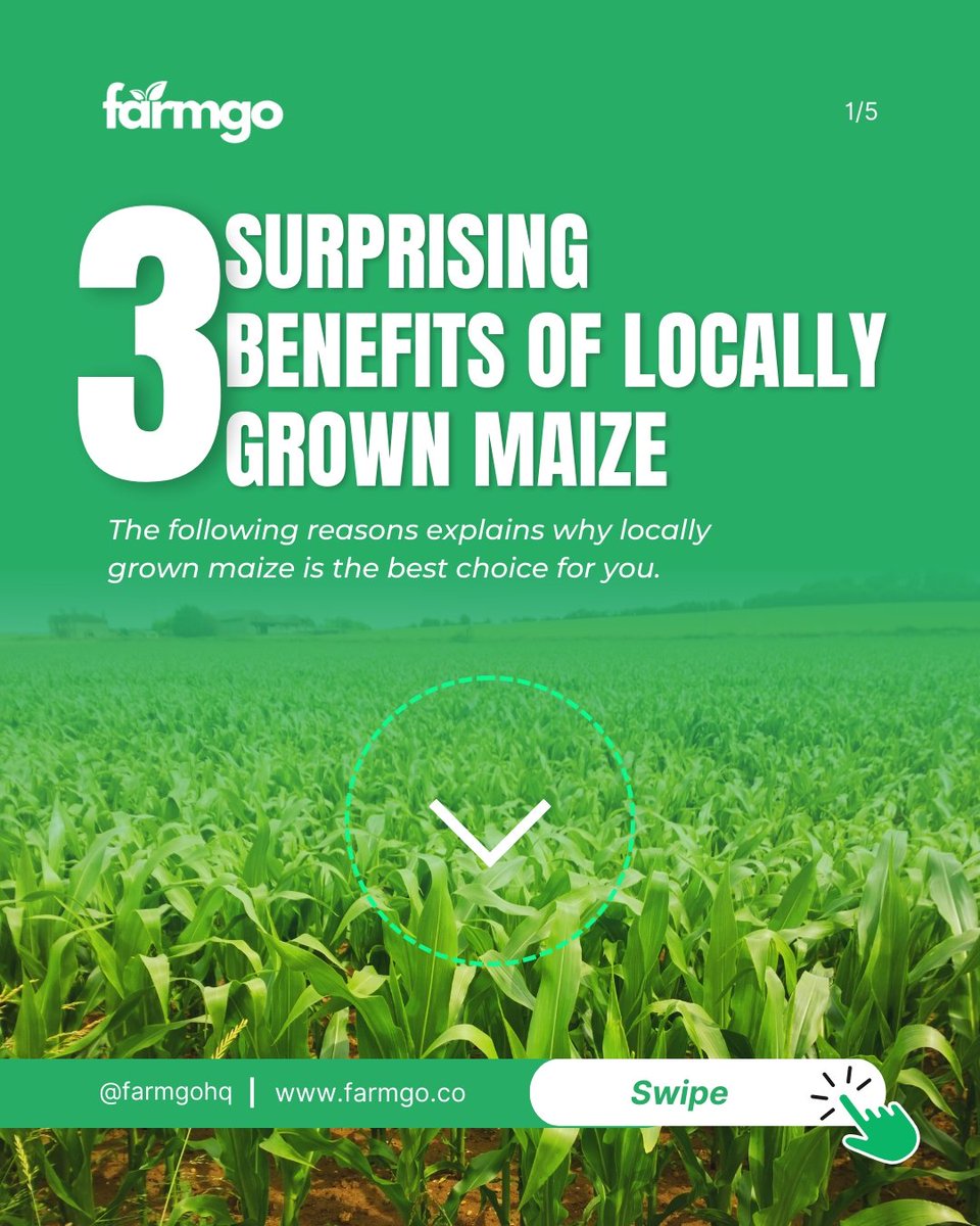 Farmgohq's tweet photo. At Farmgo, we grow high-quality, locally sourced maize. Want fresh, nutrient-rich produce? Choose Farmgo-grown maize for a healthier, stronger, and more sustainable Nigeria.
Local or imported—what's your pick? 👇
#Farmgo #SustainableFarming #FreshAndHealthy #Supportlocal https://t.co/bF58ae6d27