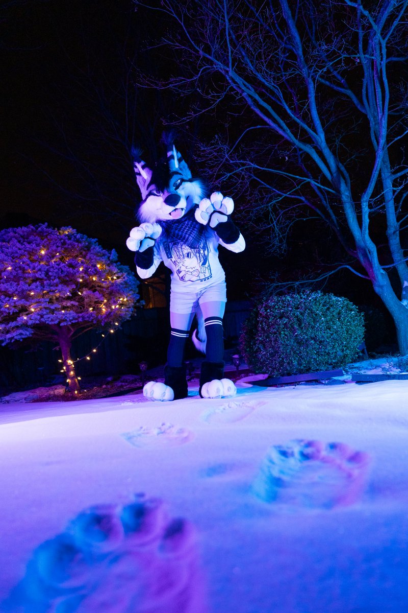 Follow the paw prints... Trust me. 😇
#FursuitFriday 

📸 <a href="/AlpineDeerWolf/">Alpine</a> 
🧵 <a href="/MadeFurYou/">Made Fur You</a>