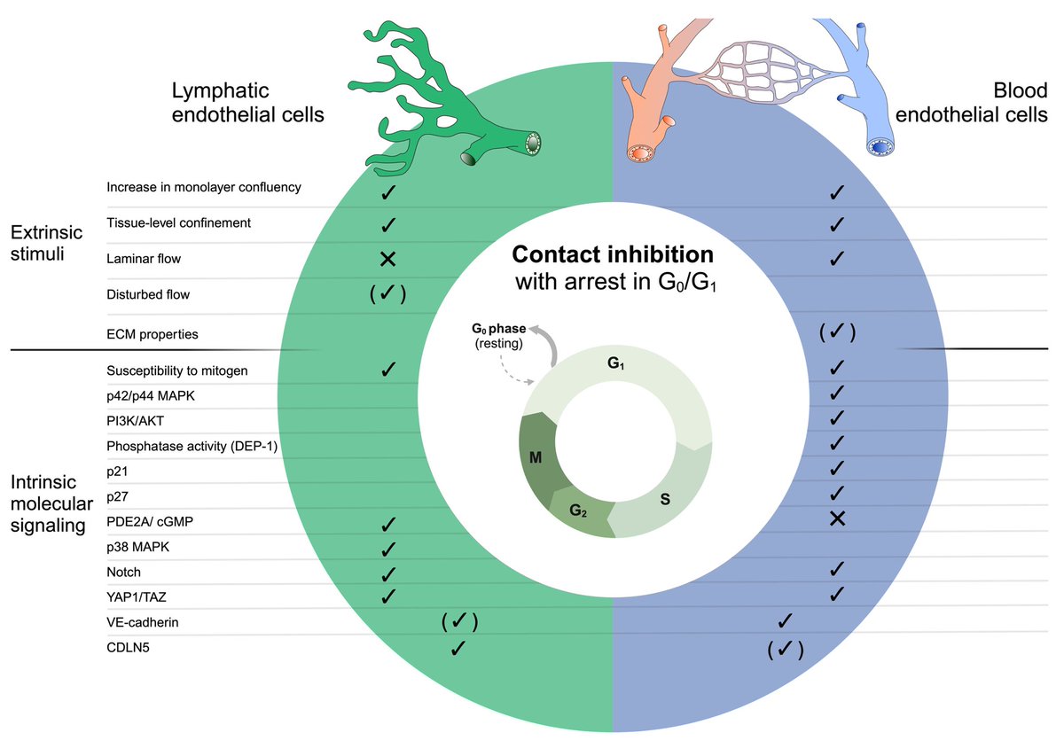 Vascular Signaling And Sensing Lab (@vascsensing_lab) on Twitter photo Same same but different? How blood and lymphatic vessels induce cell contact inhibition - Our new short review is out <a href="/BiochemSoc/">Biochemical Society</a> <a href="/PPPublishing/">Portland Press</a> #BST #vascularbiology #contactinhibition #CIP #endothelial #junctions <a href="/dzhk_germany/">DZHK Germany</a> <a href="/UKEHamburg/">UKE Hamburg</a> portlandpress.com/biochemsoctran… Same same but different? How blood and lymphatic vessels induce cell contact inhibition - Our new short review is out <a href="/BiochemSoc/">Biochemical Society</a> <a href="/PPPublishing/">Portland Press</a> #BST #vascularbiology #contactinhibition #CIP #endothelial #junctions <a href="/dzhk_germany/">DZHK Germany</a> <a href="/UKEHamburg/">UKE Hamburg</a> portlandpress.com/biochemsoctran…